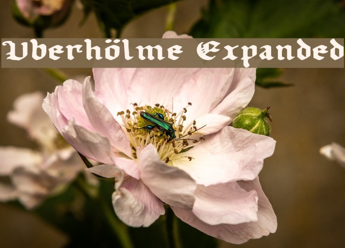 Uberhölme Expanded Font examples