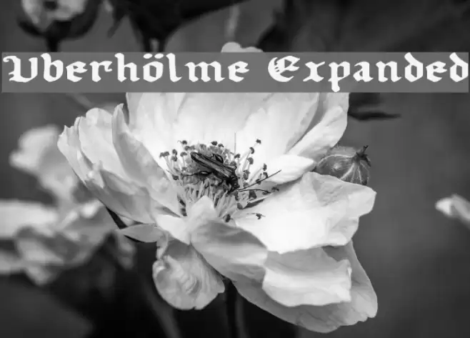 Uberhölme Expanded フォント examples
