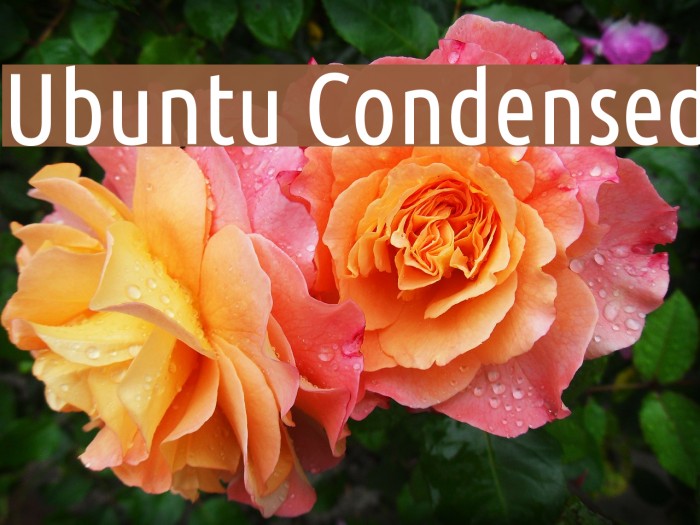 Ubuntu Condensed Font examples