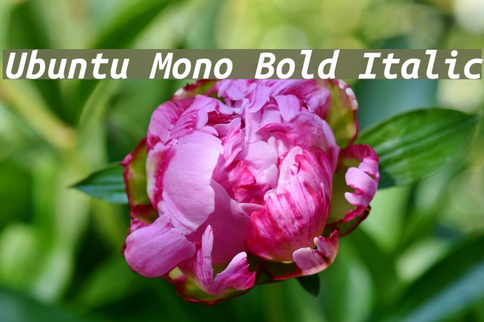Ubuntu Mono Bold Italic Font examples