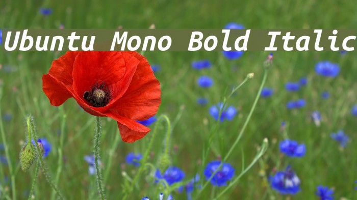 Ubuntu Mono Bold Italic Font examples