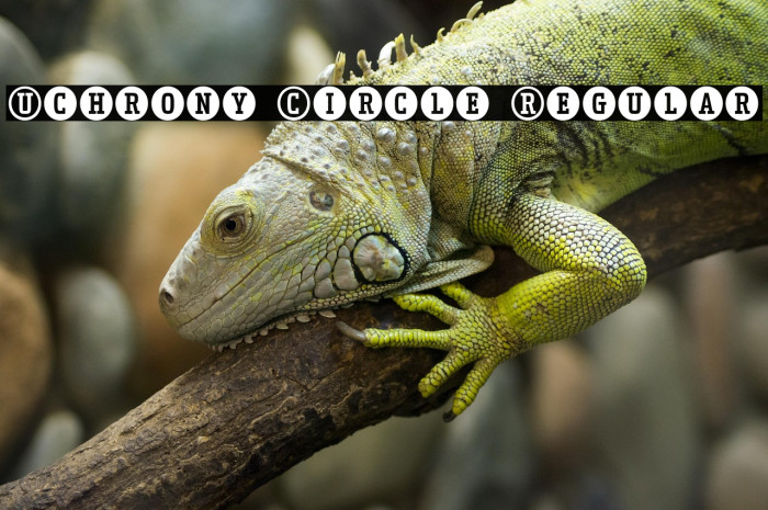 Uchrony Circle Regular Example 1