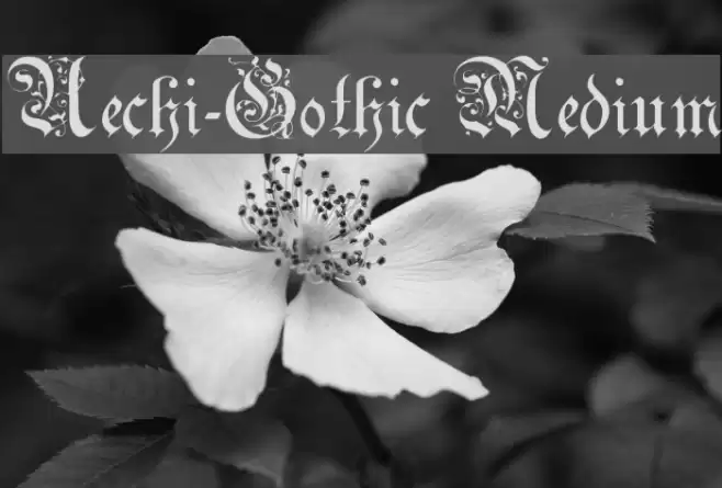 Uechi-Gothic Medium Polices examples