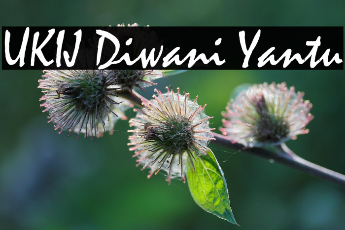 UKIJ Diwani Yantu Example 2