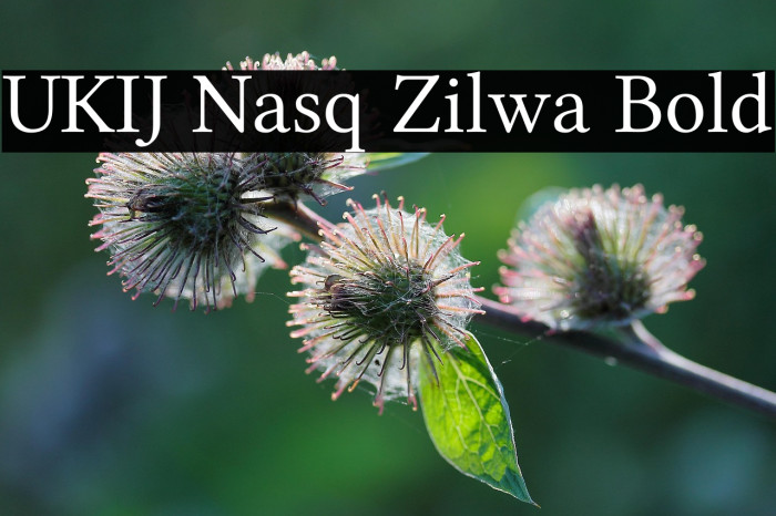 UKIJ Nasq Zilwa Bold Example 2