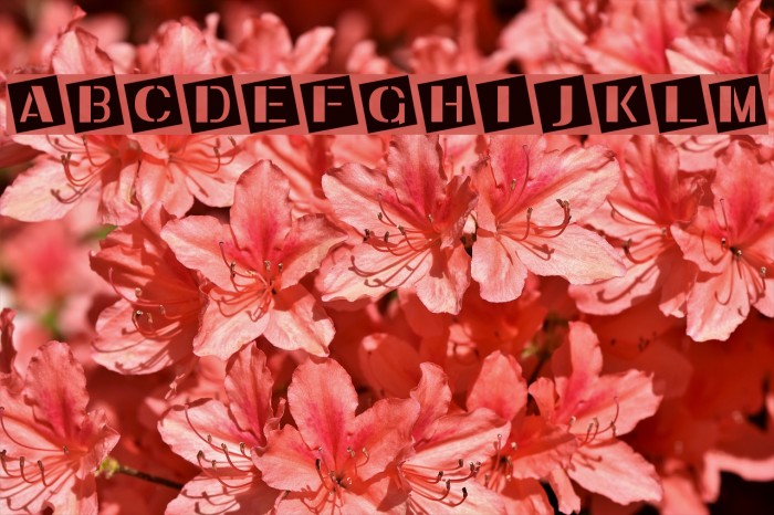 Ukiah Caps Font examples