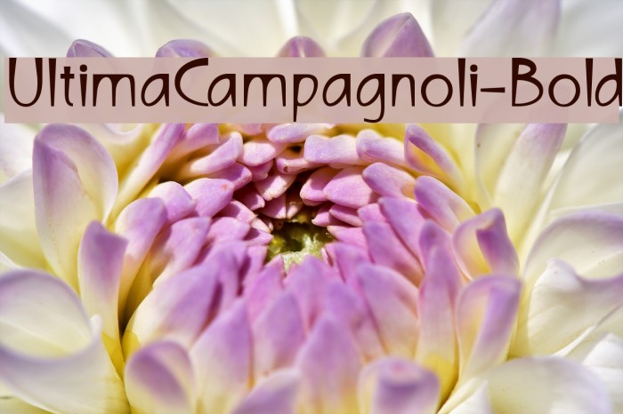 UltimaCampagnoli-Bold Fonte examples