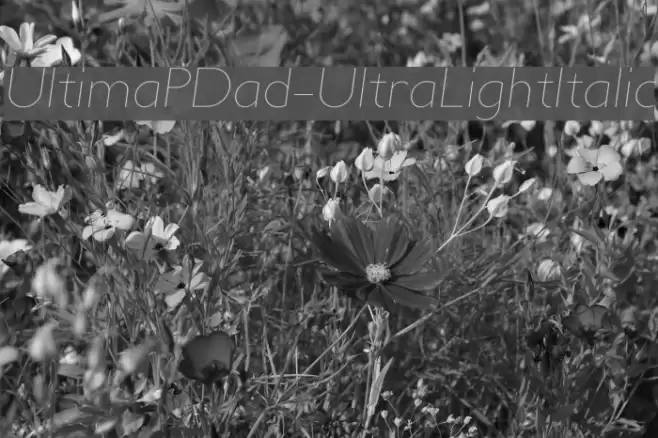 UltimaPDad-UltraLightItalic Font examples