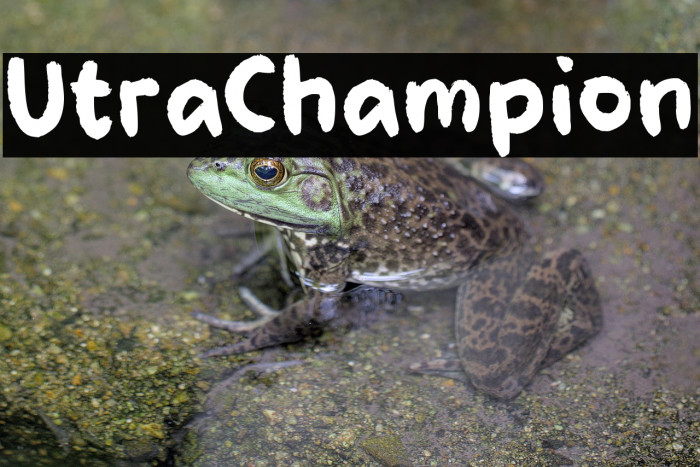 Ultra Champion Example 2