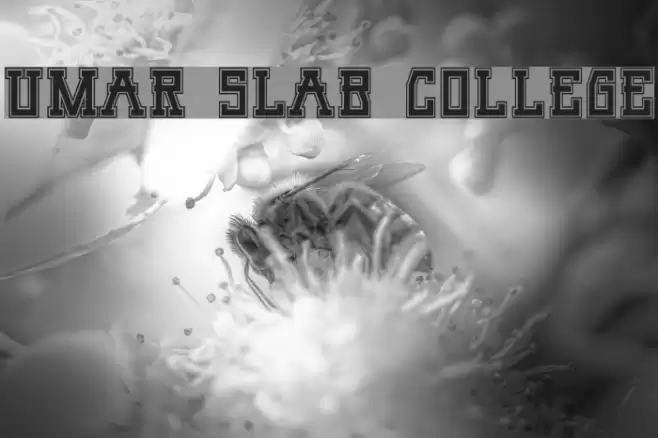 Umar Slab College Font examples