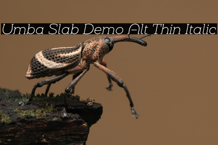 Umba Slab Demo Alt Thin Italic Example 3