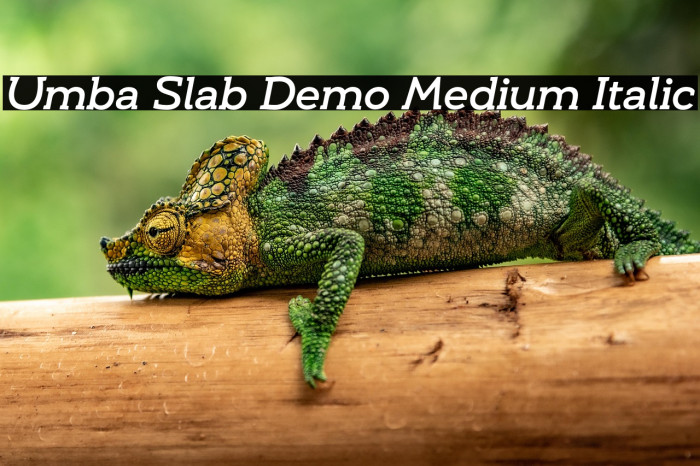 Umba Slab Demo Medium Italic Example 1