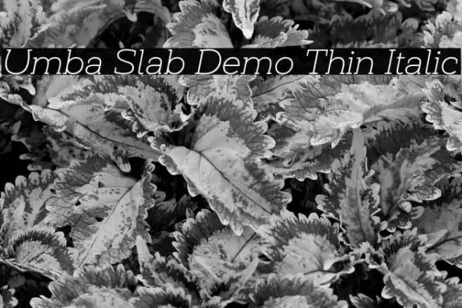 Umba Slab Demo Thin Italic Font examples