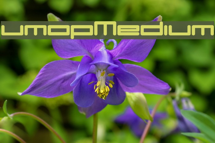 umopMedium Font examples