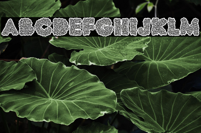 UNCLE PERSONAL USE Bold Example 3