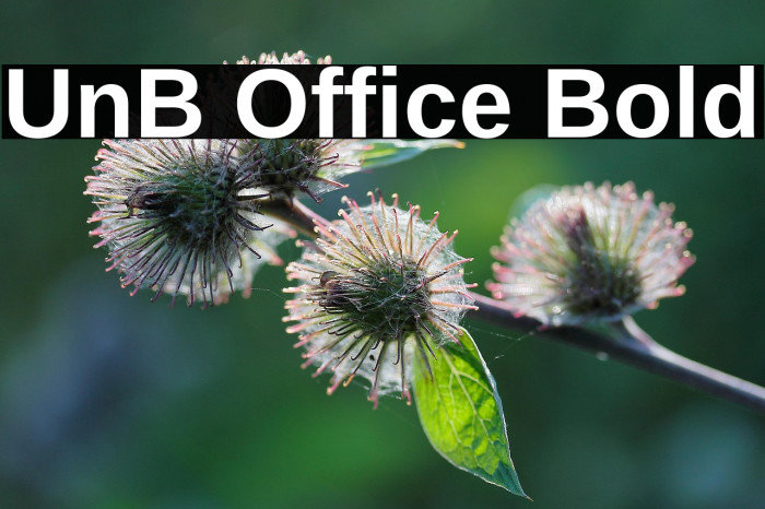 UnB Office Bold Example 1