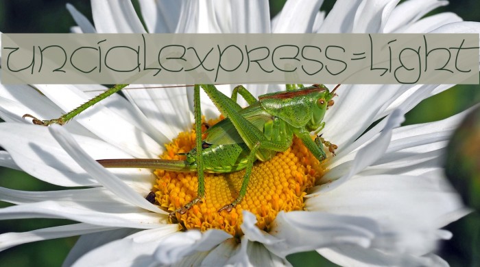 UncialeXpress-Light Font examples
