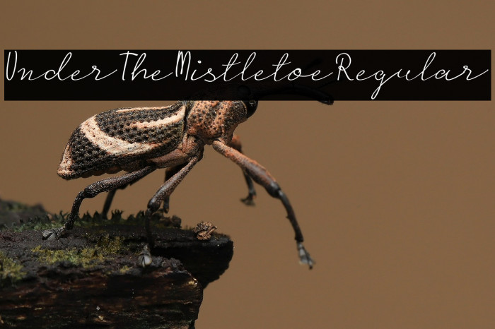 UnderTheMistletoeRegular Example 1