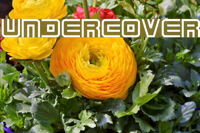 Undercover Font examples