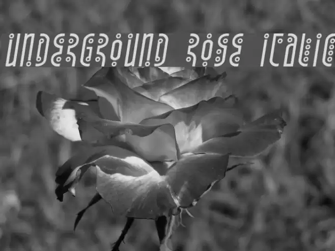 Underground Rose Italic Font examples