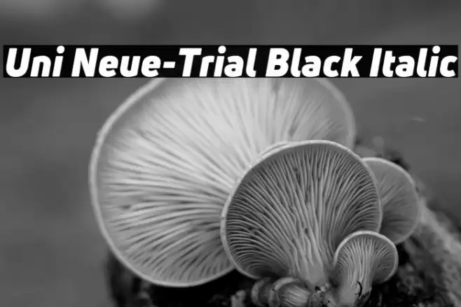 Uni Neue-Trial Black Italic Font examples