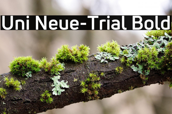 Uni Neue-Trial Bold Example 3