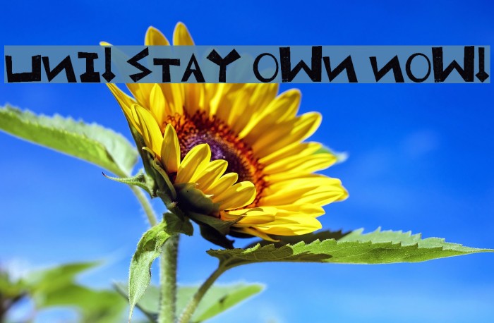 Uni! Stay own now! Font examples