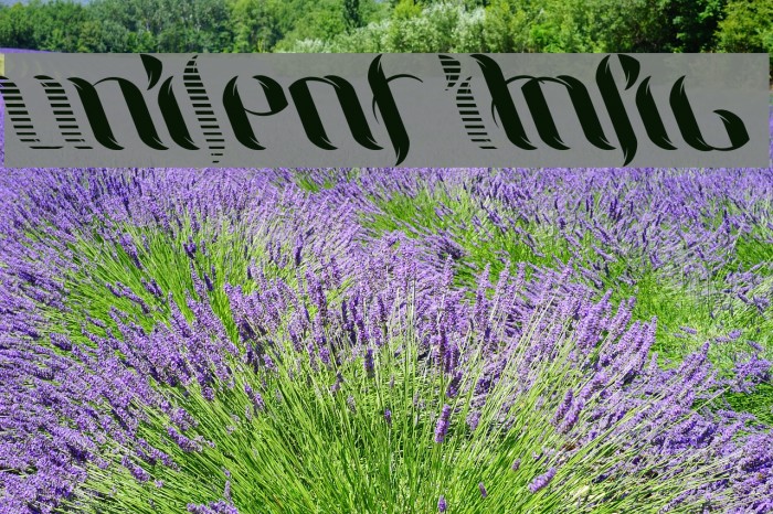 UniLeaf Italic Font examples