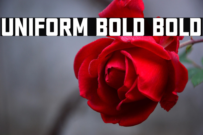 Uniform Bold Bold Example 3