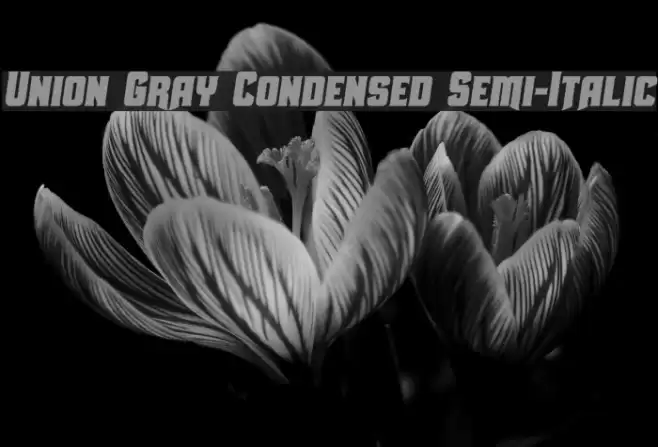 Union Gray Condensed Semi-Italic Font examples