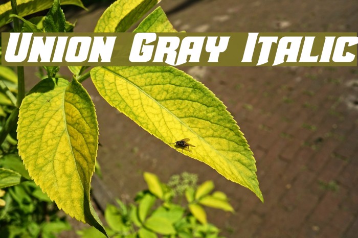 Union Gray Italic Font examples