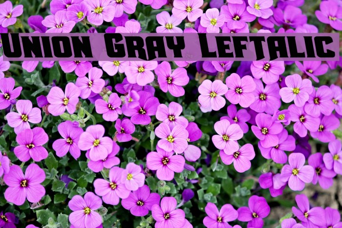Union Gray Leftalic Font examples