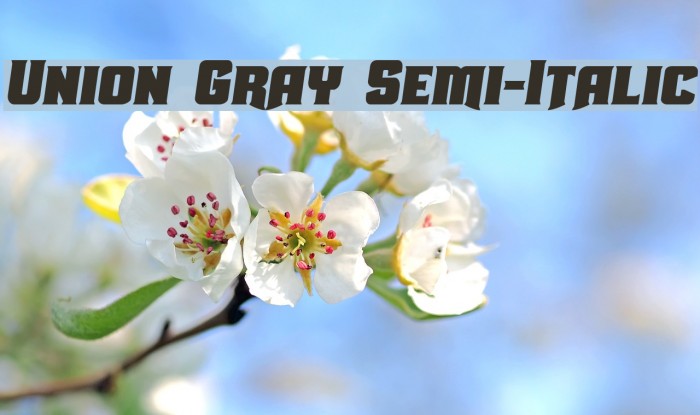 Union Gray Semi-Italic Font examples