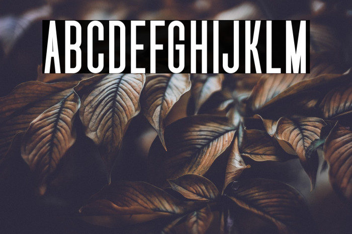 Uniser Bold Example 3