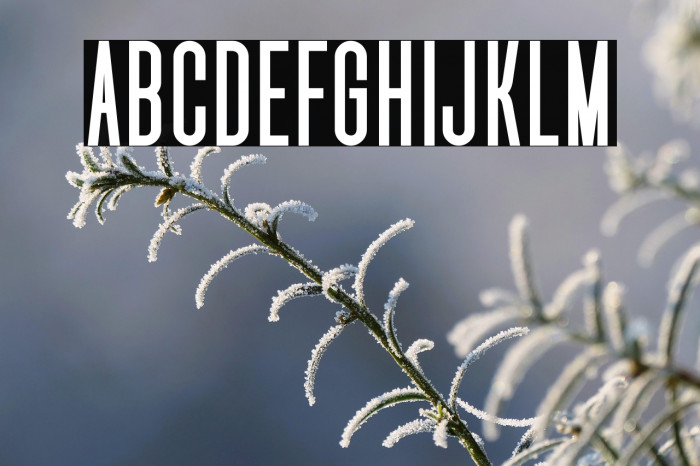 Uniser Bold Example 1