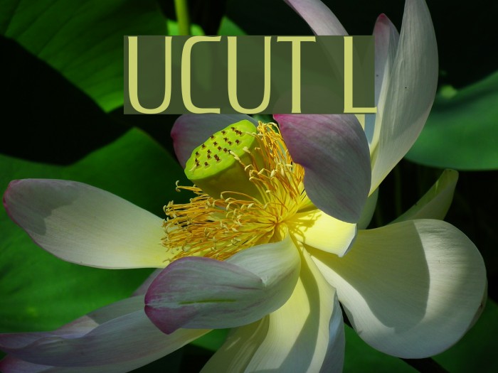UnitechCondUT Light Font examples
