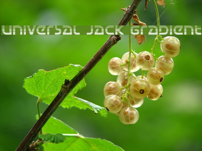 Universal Jack Gradient Шрифта examples