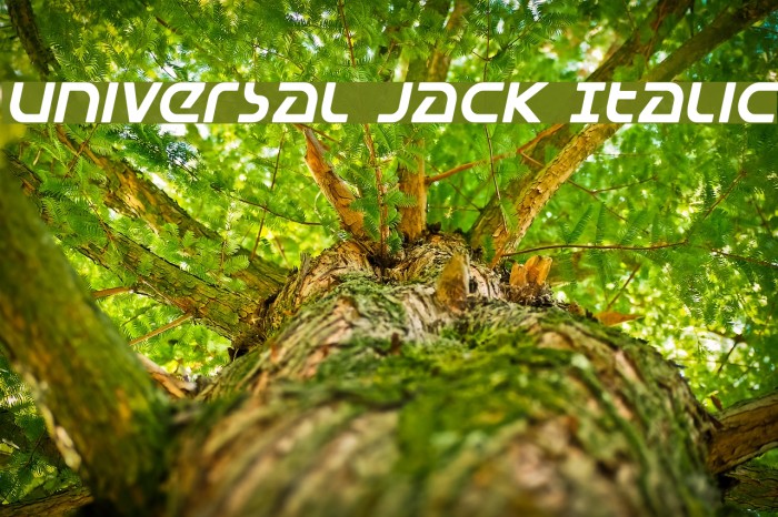 Universal Jack Italic フォント examples