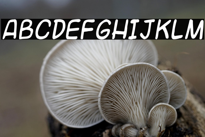 Universal fruitcake Example 1