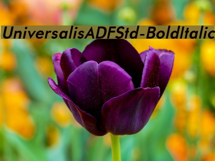 UniversalisADFStd-BoldItalic Font examples