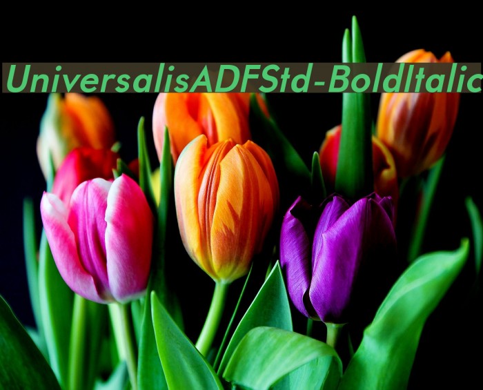 UniversalisADFStd-BoldItalic Font examples