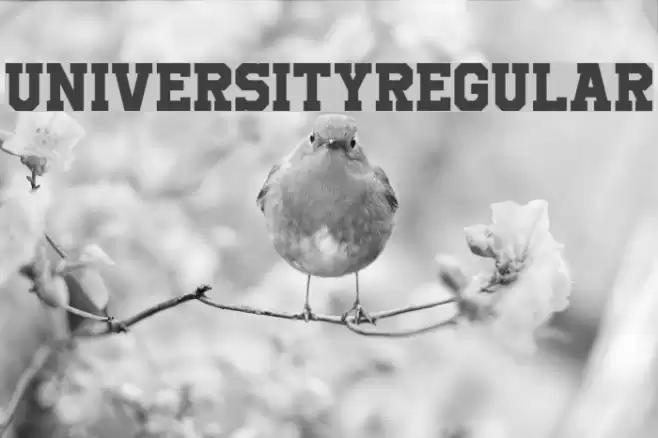 UniversityRegular Font examples