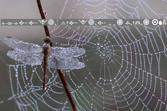 Unnamed Ornaments Series Two Example 1