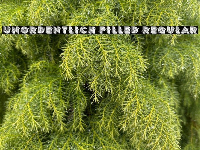 Unordentlich Filled Regular Example 2