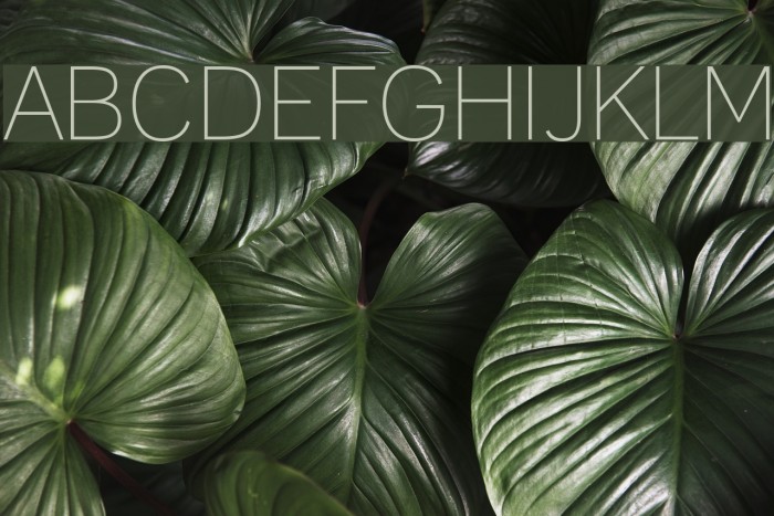 Upper Lane Light Font examples