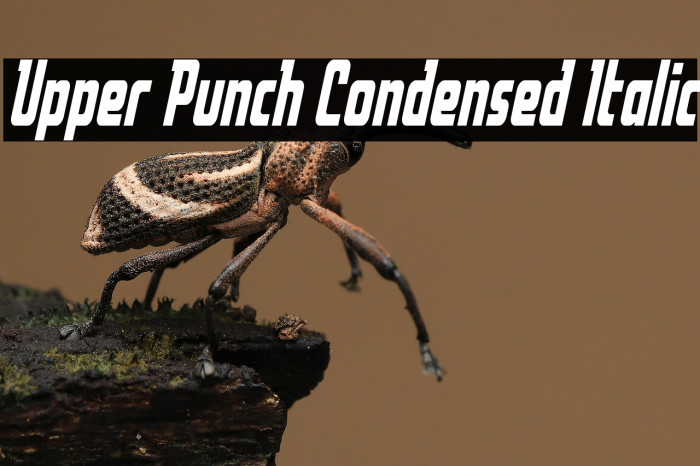 Upper Punch Condensed Italic Example 3