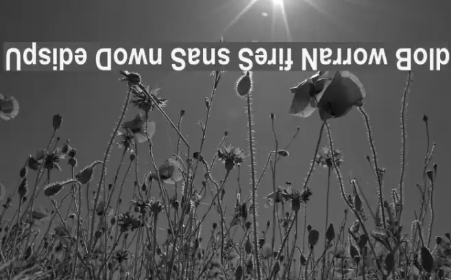 Upside Down Sans Serif Narrow Bold Font examples