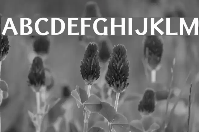 Uqammaq Bold Font examples