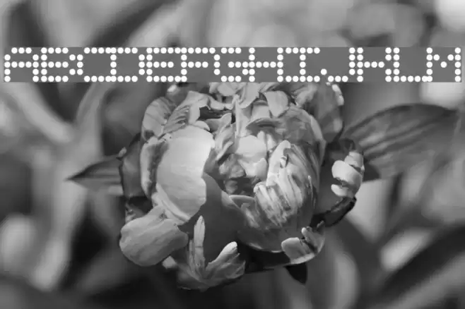 URLYbird Font examples