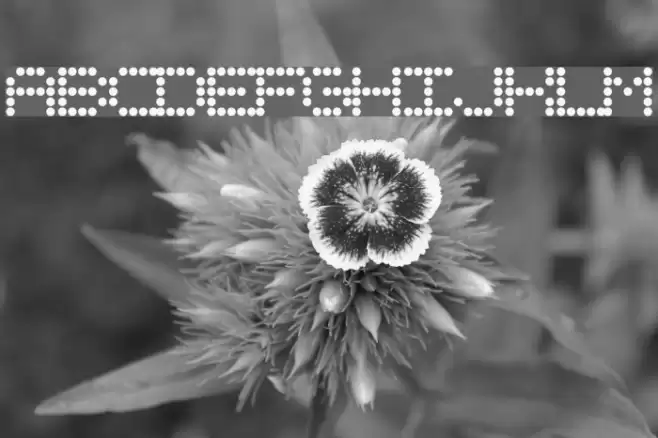 URLYbird Font examples